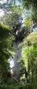 Tane Mahuta * A complete view of Tane Mahuta - a compilation of two photographs. * 1649 x 3881 * (2.33MB)